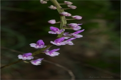 Diplocentrum recurvum